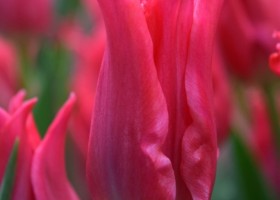 Tulipa Pretty Love ® (4)